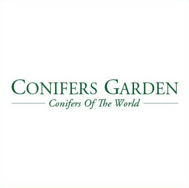 Conifers Garden, conifere