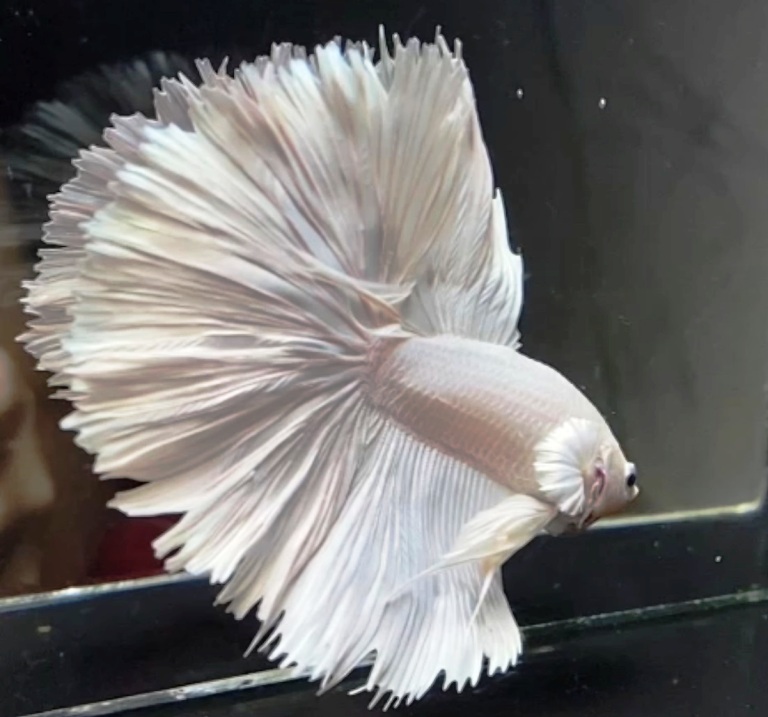 betta splendens, betta halfmoon, pesce combattente, pesce siamese, betta giant, anabantidi, betta show, pesce tropicale, acquario