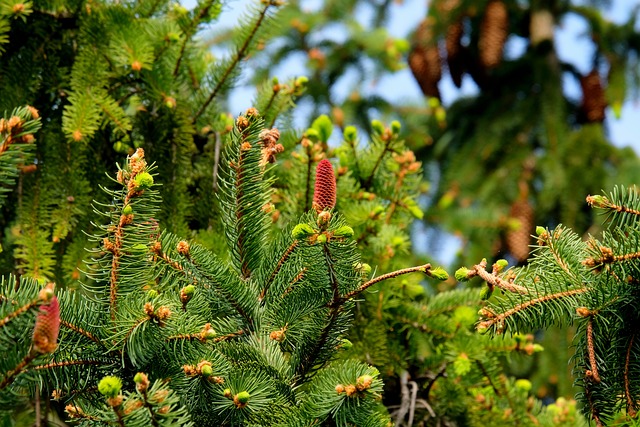 specie di conifere, conifere da giardino, conifersgarden.it, Conifers Garden